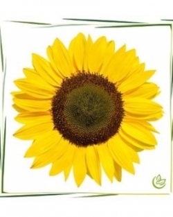 Vitamine E